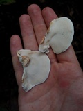 Rigidoporus microporus image