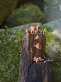 Dacryopinax elegans image