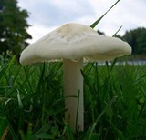 Hymenopellis megalospora image