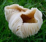 Hymenopellis megalospora image
