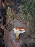 Boletus ruborculus image