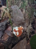 Boletus ruborculus image