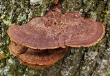 Phellinus gilvus image