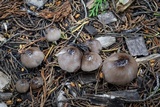 Bolbitius reticulatus image