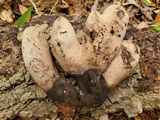 Xylaria poitei image