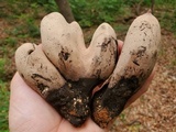 Xylaria poitei image