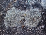 Buellia saxorum image