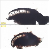 Buellia saxorum image