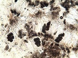 Buellia saxorum image