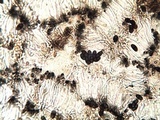Buellia saxorum image