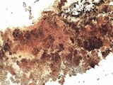 Buellia saxorum image