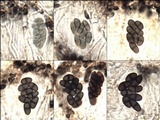 Buellia saxorum image
