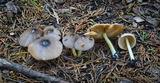 Bolbitius reticulatus image