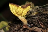 Phylloporus rimosus image