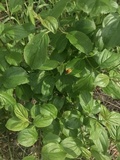 Puccinia coronata image