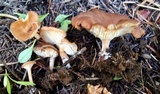 Clitocybe squamulosa image