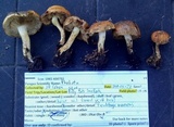 Pholiota highlandensis image