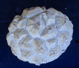 Calbovista subsculpta image