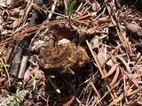 Morchella snyderi image
