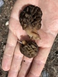 Morchella snyderi image