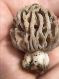 Morchella snyderi image