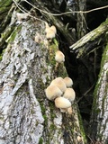 Coprinellus domesticus image