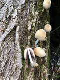 Coprinellus domesticus image