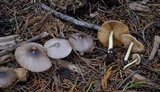 Bolbitius reticulatus image
