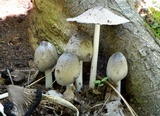 Coprinopsis alopecia image