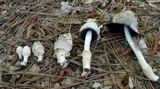 Coprinopsis variegata image