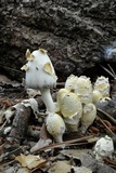 Coprinopsis variegata image