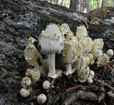 Coprinopsis variegata image