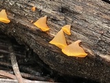 Guepiniopsis alpina image