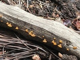 Guepiniopsis alpina image