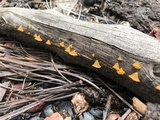 Guepiniopsis alpina image
