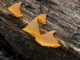 Guepiniopsis alpina image