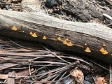 Guepiniopsis alpina image