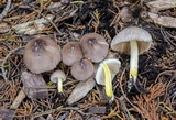 Bolbitius reticulatus image