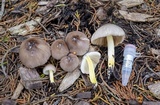Bolbitius reticulatus image