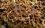 Peltigera malacea image