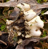 Peltigera malacea image