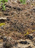 Peltigera malacea image