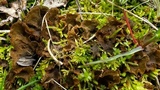 Peltigera evansiana image