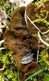 Peltigera evansiana image