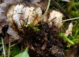 Peltigera evansiana image