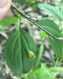 Puccinia coronata image