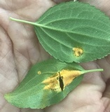 Puccinia coronata image