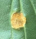 Puccinia coronata image