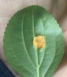 Puccinia coronata image