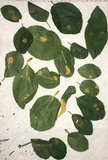 Puccinia coronata image